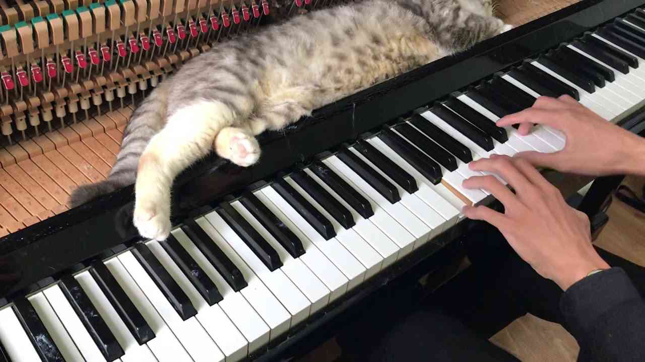 [REHEARSAL] Bohemian Rhapsody - Freddie Meowssage - YouTube