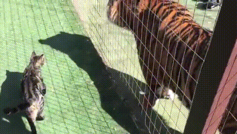 ネコ科の動物の画像が見たいです。