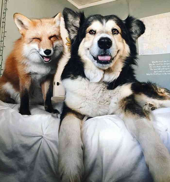 あなたが可愛いと思う動物