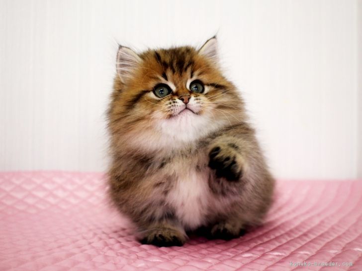 みんなで作る猫種図鑑