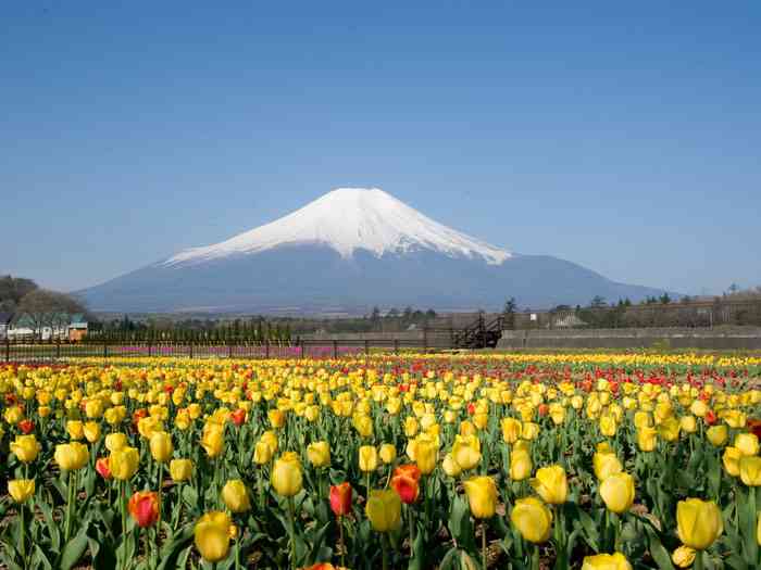 色々な富士山🗻を眺めるトピ♪