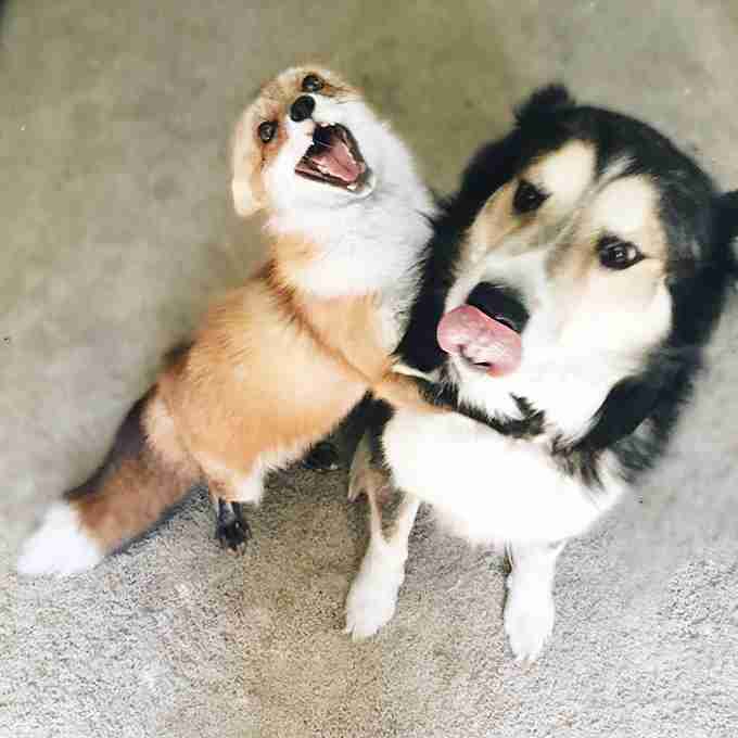 あなたが可愛いと思う動物