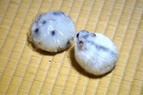 あなたが可愛いと思う動物