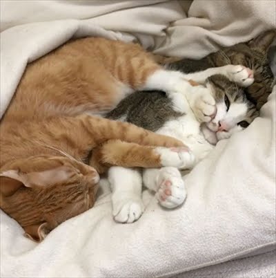 【画像】助けて～!と叫んでいそうな動物たち