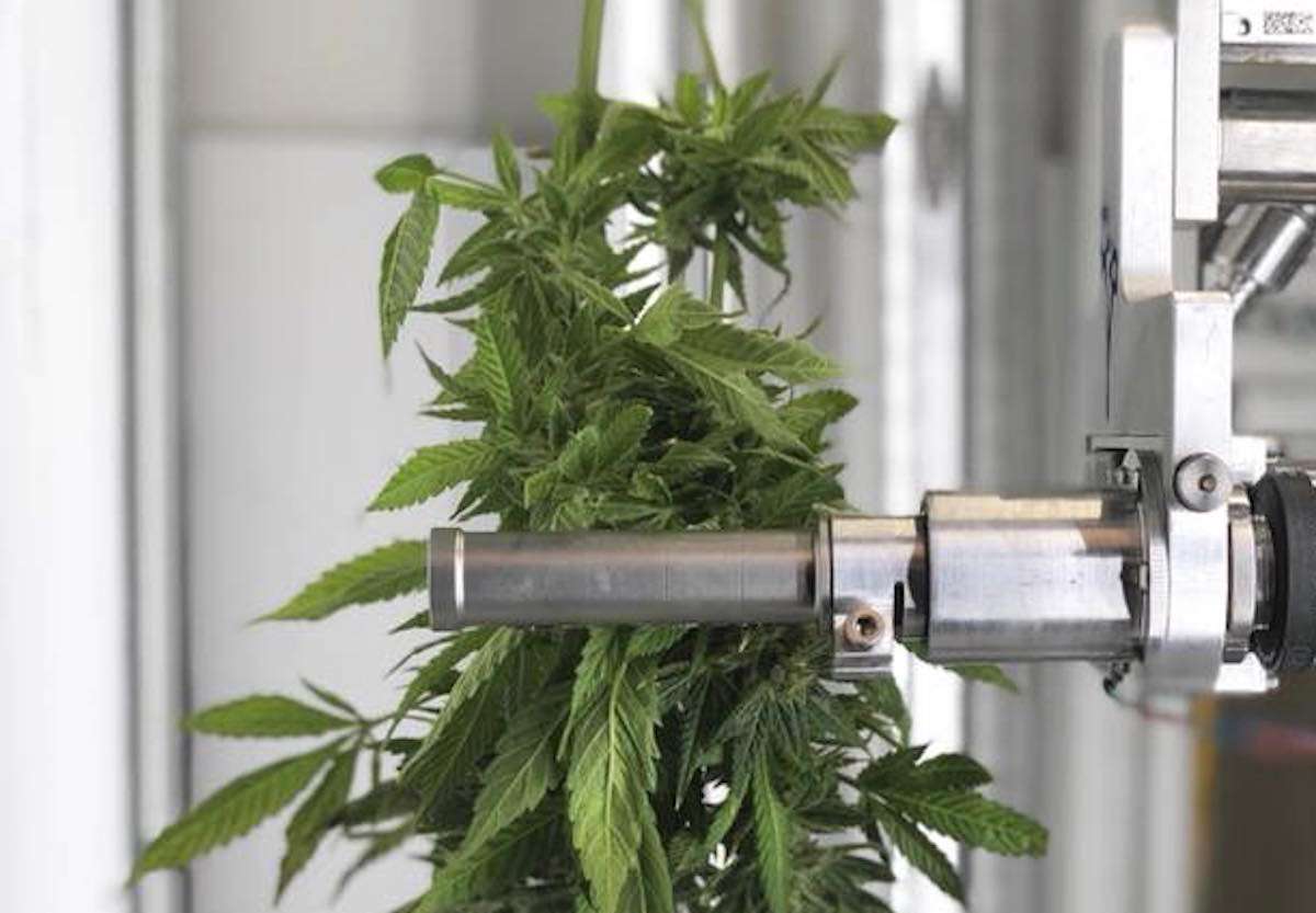 東アジア初! ついに韓国で医療大麻が合法化された! 日本への影響はあるのか | block.fm