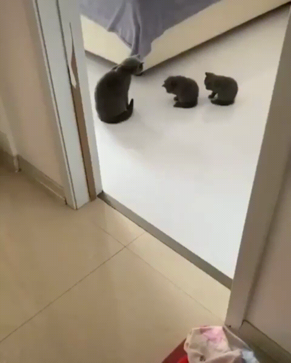 明るい気分になれるGIF画像を貼っていくトピPart2