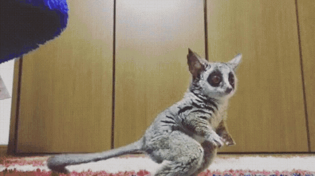 【画像】小動物の写真や動画が見たい！【癒し】