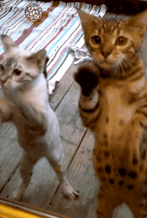 何かに夢中の動物たち