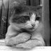 猫組長 on Twitter: 