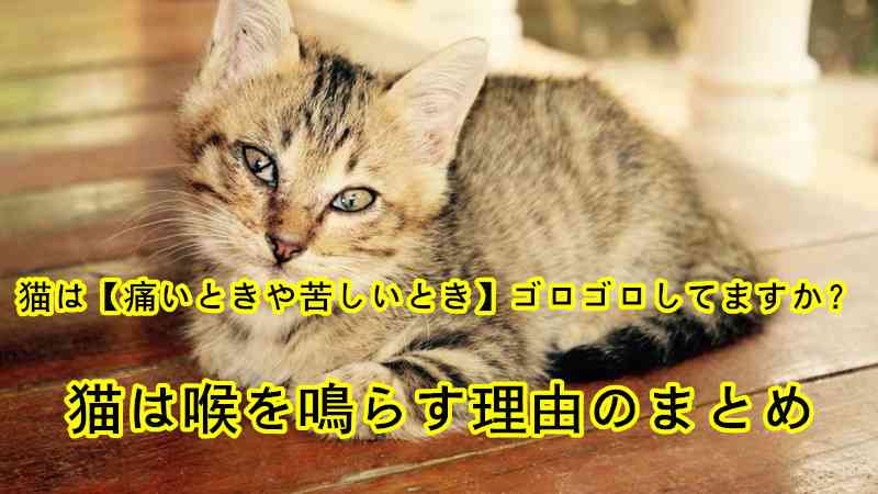 「にゃあにゃあ」は猫の甘えのサイン 獣医「でも過度な甘えは危険な場合も…」
