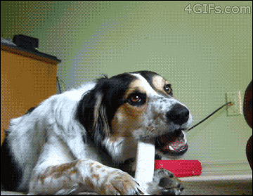 何かに夢中の動物たち