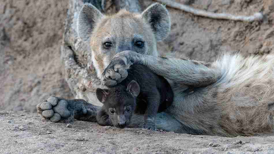 色んな肉球を見てみたい