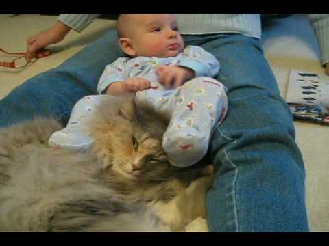 The world's most patient cat - YouTube