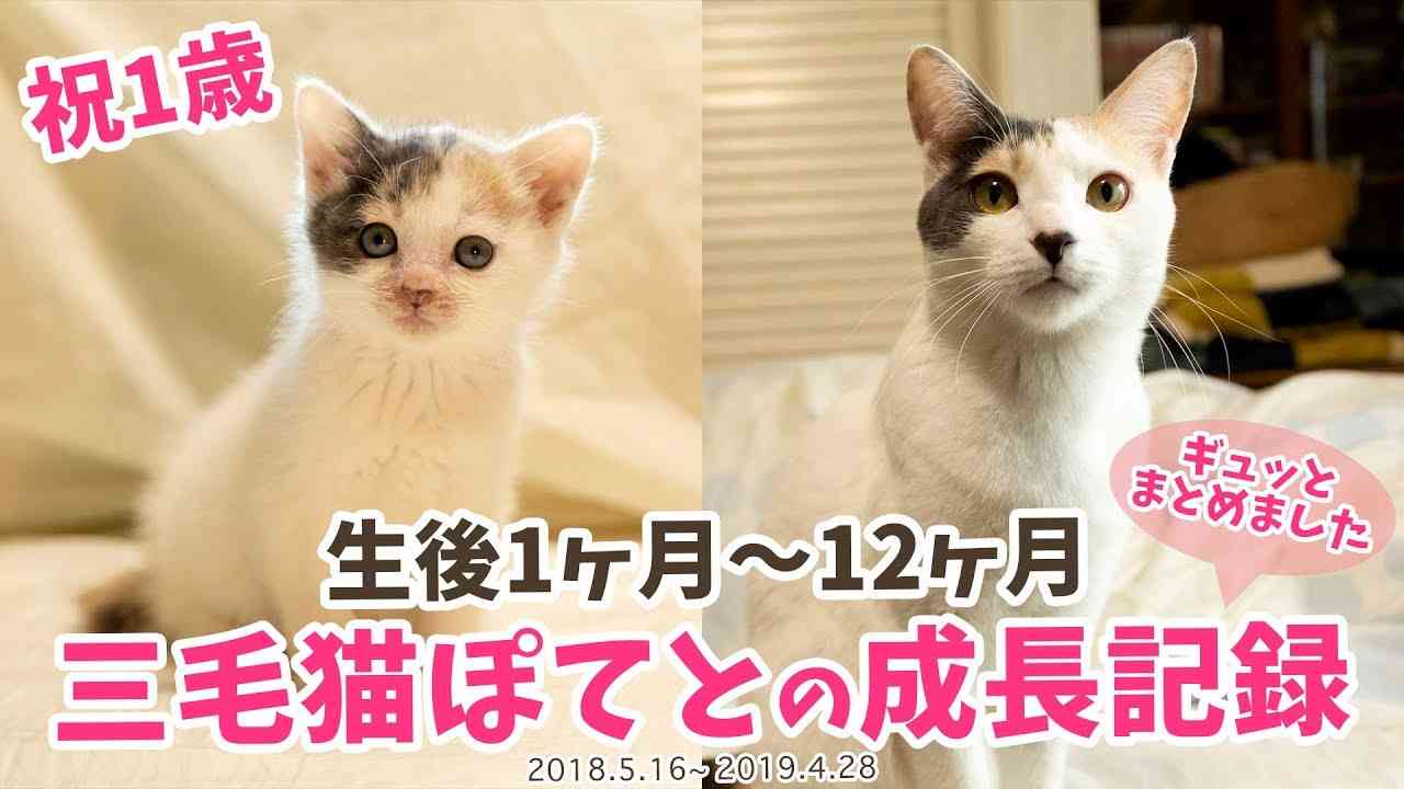 【祝1歳】三毛猫ぽてと・生後1ヶ月〜12ヶ月の成長記録まとめ - YouTube