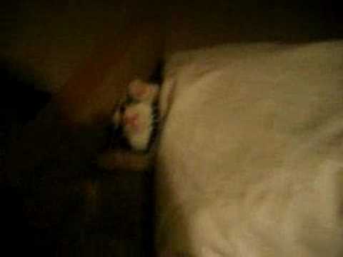 猫の素早いベッドイン - YouTube