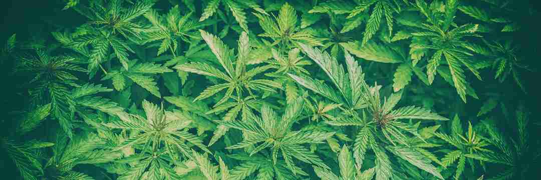 そもそも「大麻」とは何か？日本がいま考えるべき「マジメな使い方」（原田 隆之） | 現代ビジネス | 講談社（4/5）