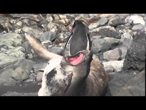 Penguin takes a risky path mpg - YouTube