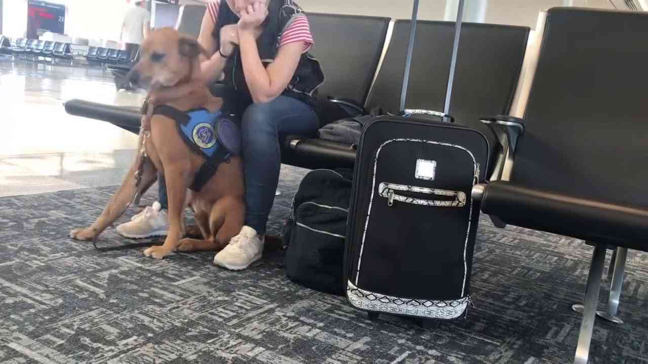 【パニック障害】発作を起こした女性を落ち着かせる介助犬の動画が話題に - YouTube