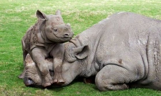【動物】親子の画像！
