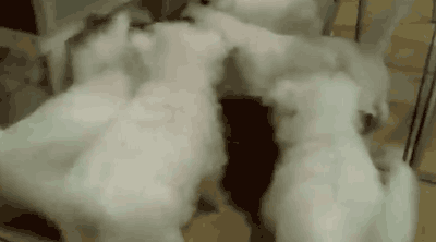明るい気分になれるGIF画像を貼っていくトピPart2