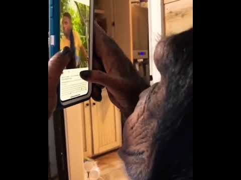 マジか！!スマホを使いこなすチンパンジーが凄すぎてʬʬ - YouTube