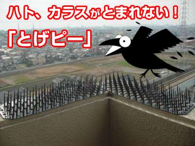 鳩の被害者集まれ