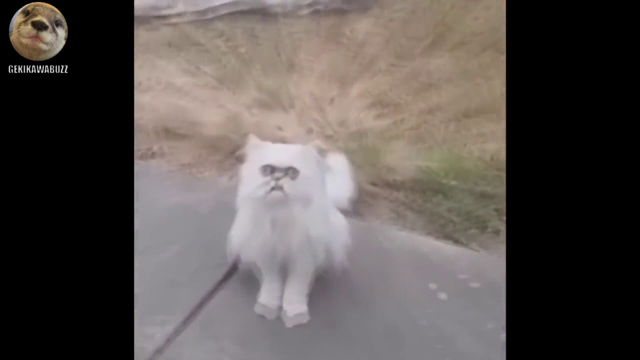 変な顔の猫に怯えるDQNアメリカ人 - YouTube