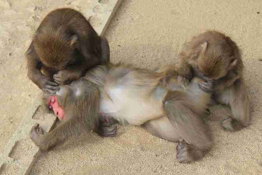 何かに夢中の動物たち