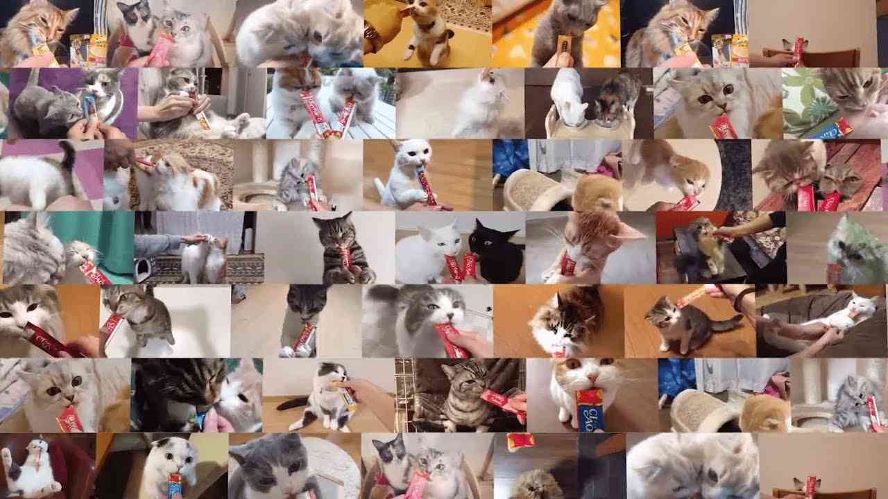 【CIAOちゅ〜るMV】「ちゅ〜るしよ！」【第1弾】 - YouTube