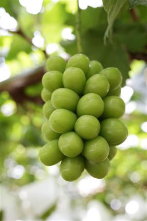 シャインマスカットの苗木が中韓へ無断で持ち出される 打つ手がない実情 - ライブドアニュース