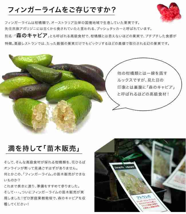 庭に果樹植えてる方