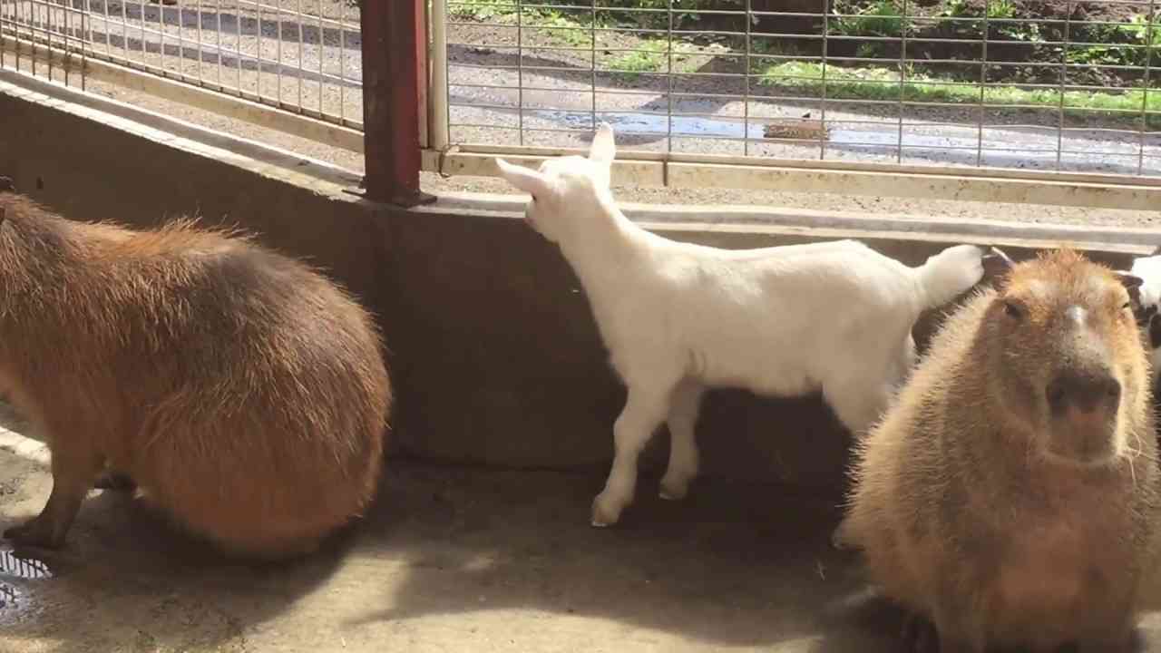 スエトシ牧場 カピバラに遊んでもらう子ヤギ - YouTube