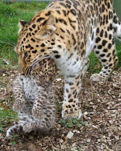 【動物】親子の画像！