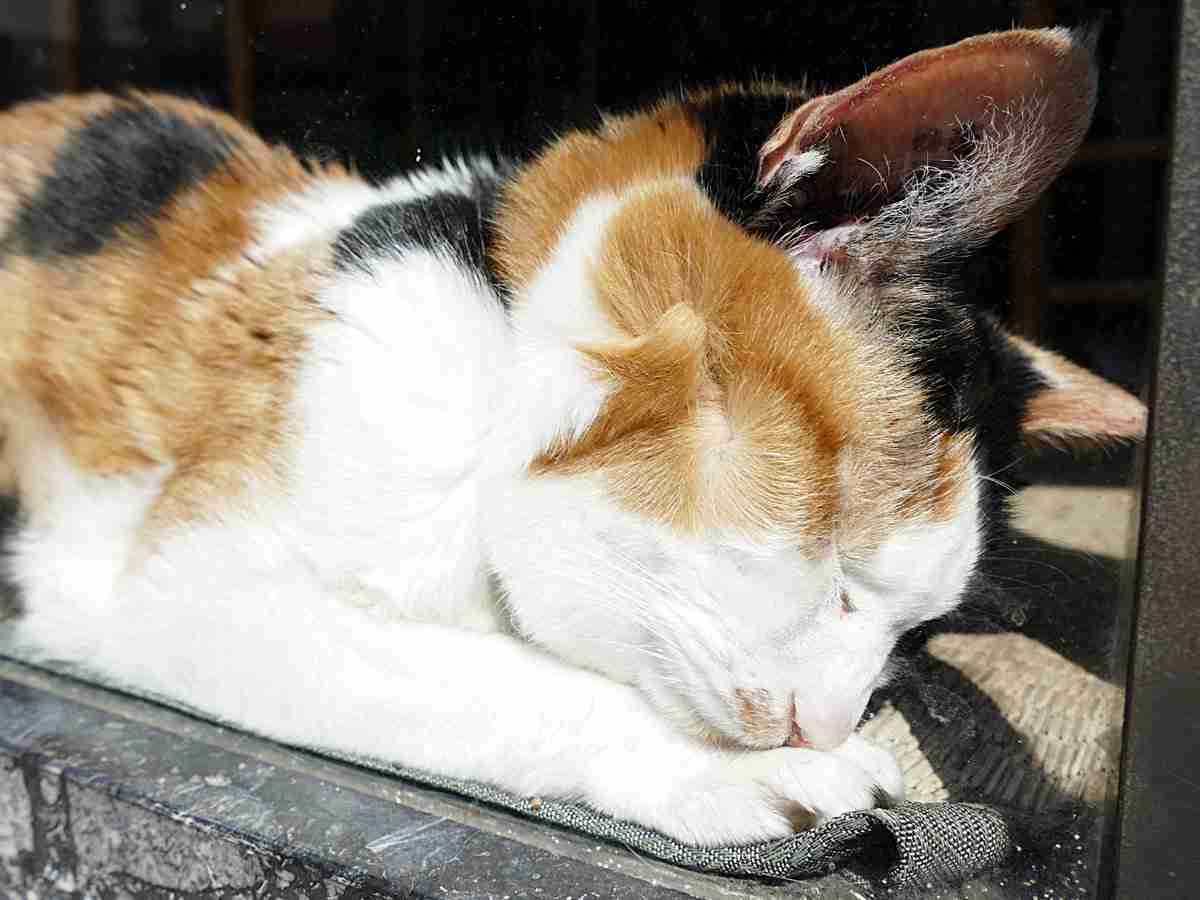 「そこに居て、愛されていた」亡くなった猫さんがいかに愛されていたかが分かる画像に涙が止まらなくなる人々