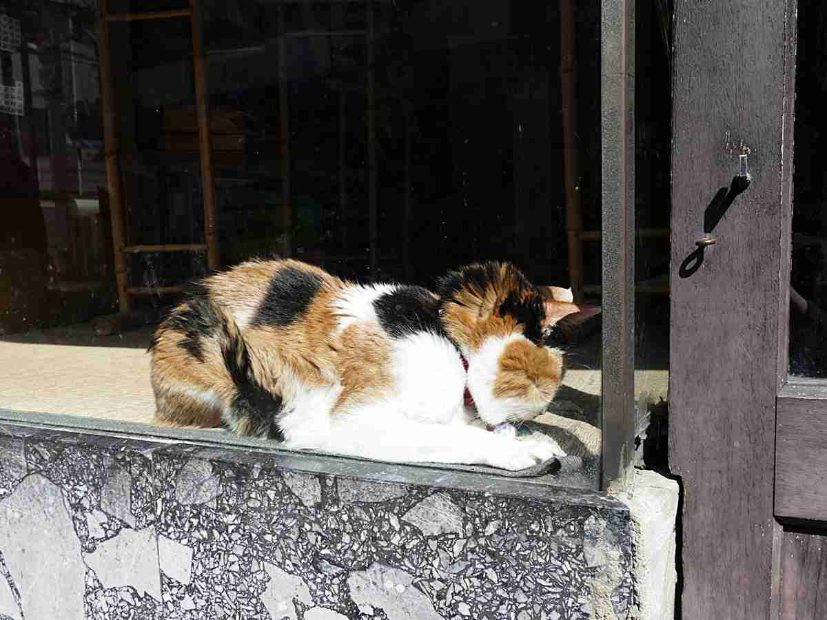 「そこに居て、愛されていた」亡くなった猫さんがいかに愛されていたかが分かる画像に涙が止まらなくなる人々