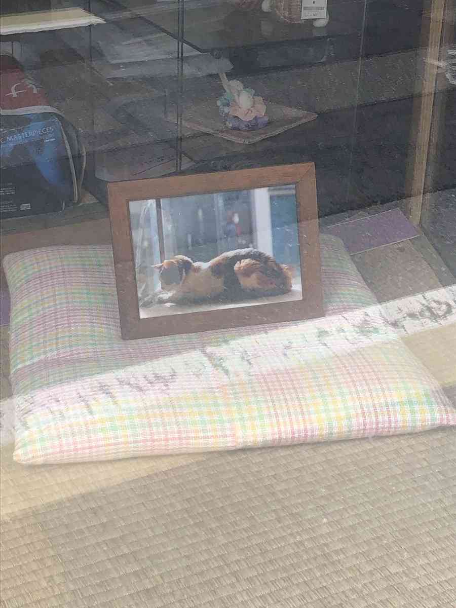 「そこに居て、愛されていた」亡くなった猫さんがいかに愛されていたかが分かる画像に涙が止まらなくなる人々