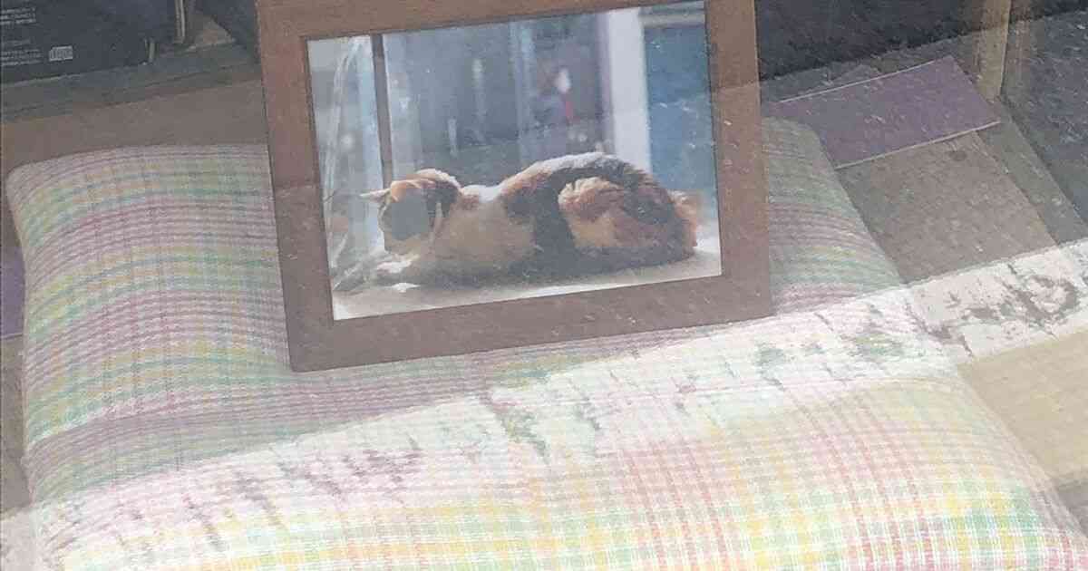 「そこに居て、愛されていた」亡くなった猫さんがいかに愛されていたかが分かる画像に涙が止まらなくなる人々 - Togetter