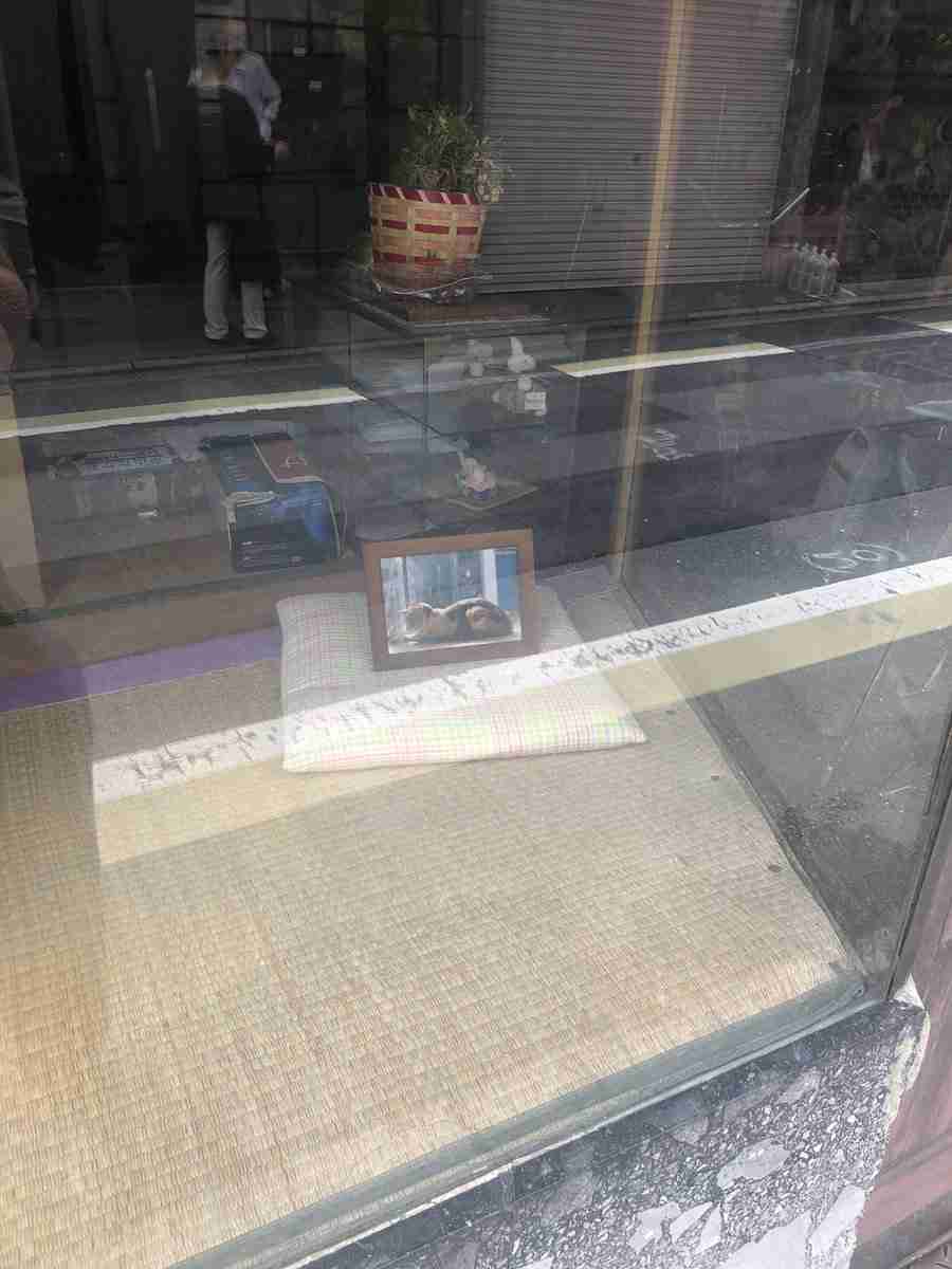 「そこに居て、愛されていた」亡くなった猫さんがいかに愛されていたかが分かる画像に涙が止まらなくなる人々