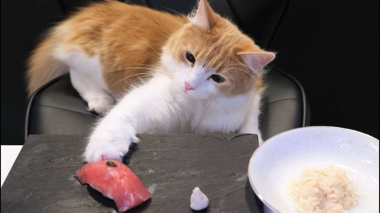 Sushi for Cats - YouTube