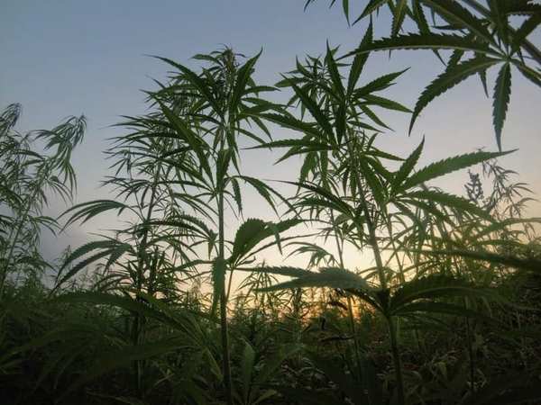 厚労省が、医療用大麻の治験容認 - 難治性てんかん治療　聖マリアンナ医大が申請準備 - ジョルダンソクラニュース