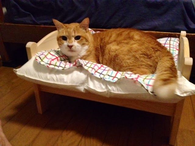 ２０００円で買えるIKEAの人形用ベッドが猫にピッタリ！ - NAVER まとめ