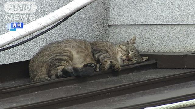 動物虐待が過去最悪を更新　検挙数8年前の倍以上に