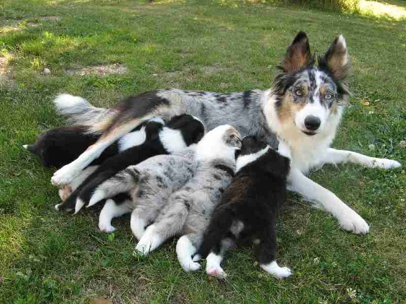 【動物】親子の画像！