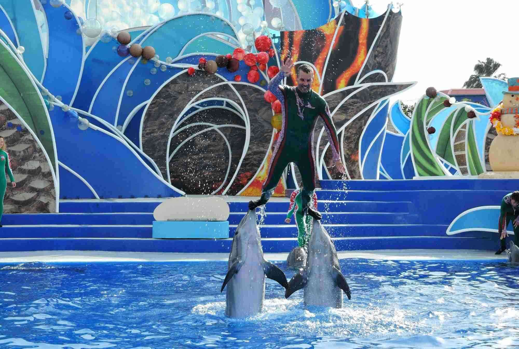 「イルカでサーフィンするな」　愛護団体が水族館のショー非難