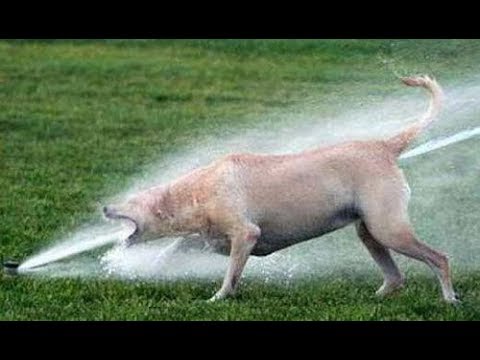 何かに夢中の動物たち