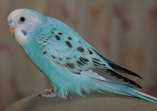 逃がしてしまったインコに、飼い主ができること | kumi_cloverのおえかき＆ペットな日々(*´∇｀*)♪