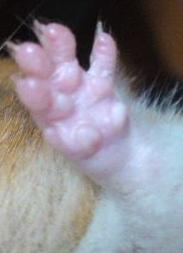 色んな肉球を見てみたい