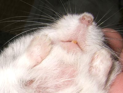 色んな肉球を見てみたい