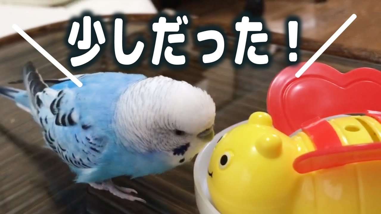【お喋り】自分のオヤツが少しだということを知ってしまったインコ - YouTube