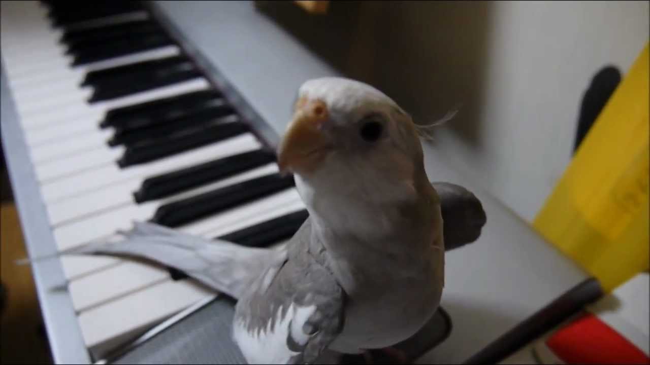 オカメインコ　ぽこちゃん　cockatiel singing Totoro - YouTube